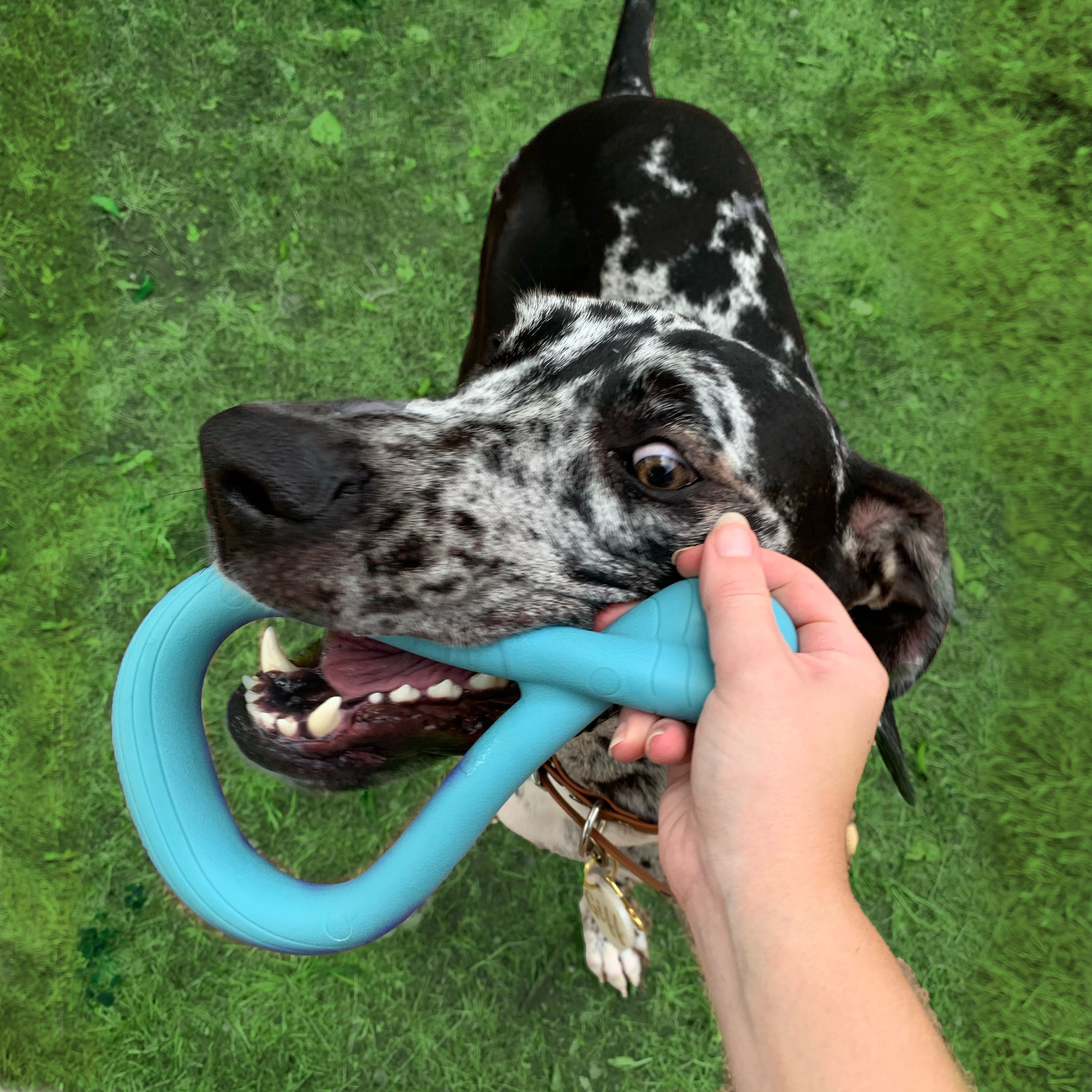 Nylabone Creative Play Tuug Dog Tug Toy Blue, 1ea/Large/Giant Up To 50 Lbs. 1 ct