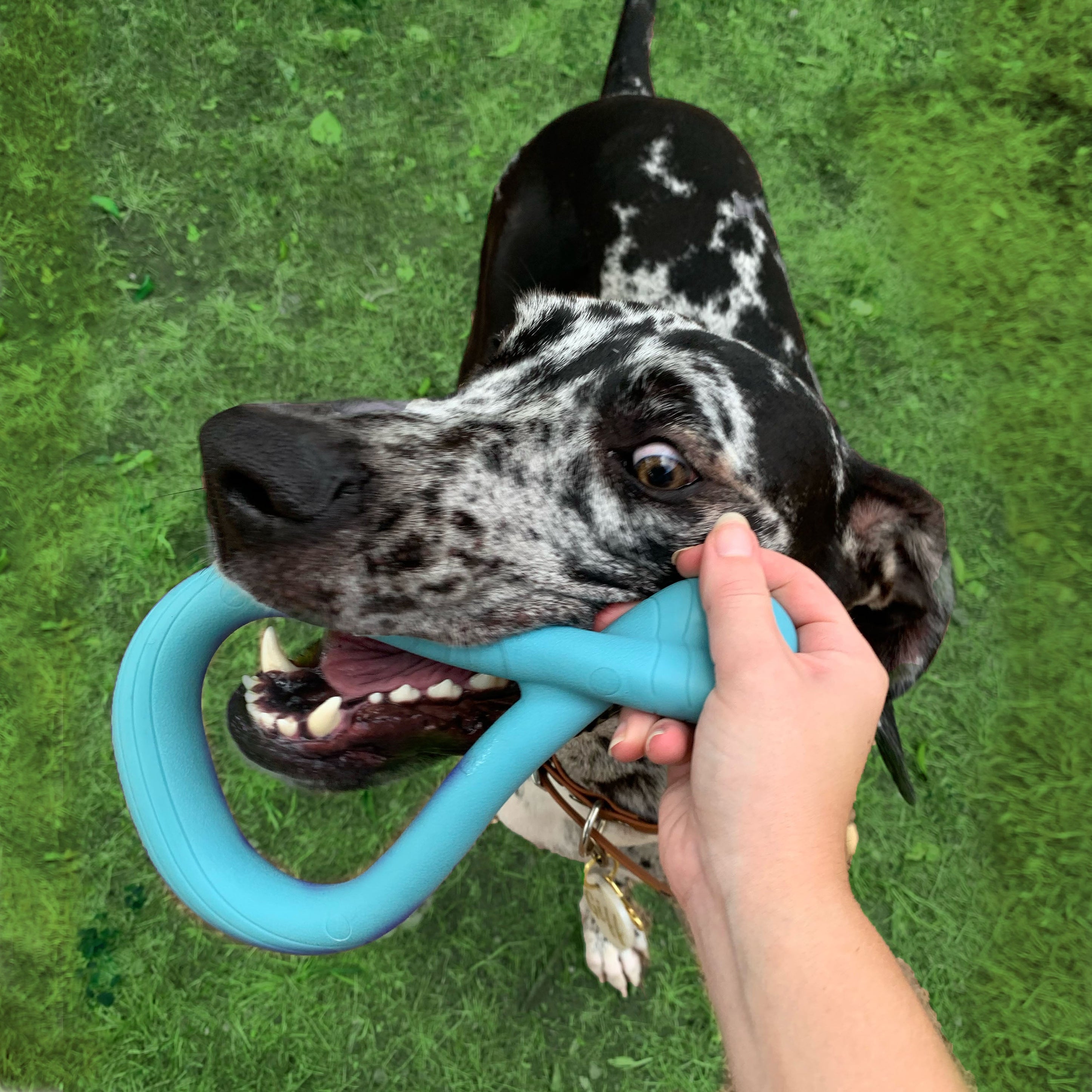 Nylabone Creative Play Tuug Dog Tug Toy Blue, 1ea/Large/Giant Up To 50 Lbs. 1 ct