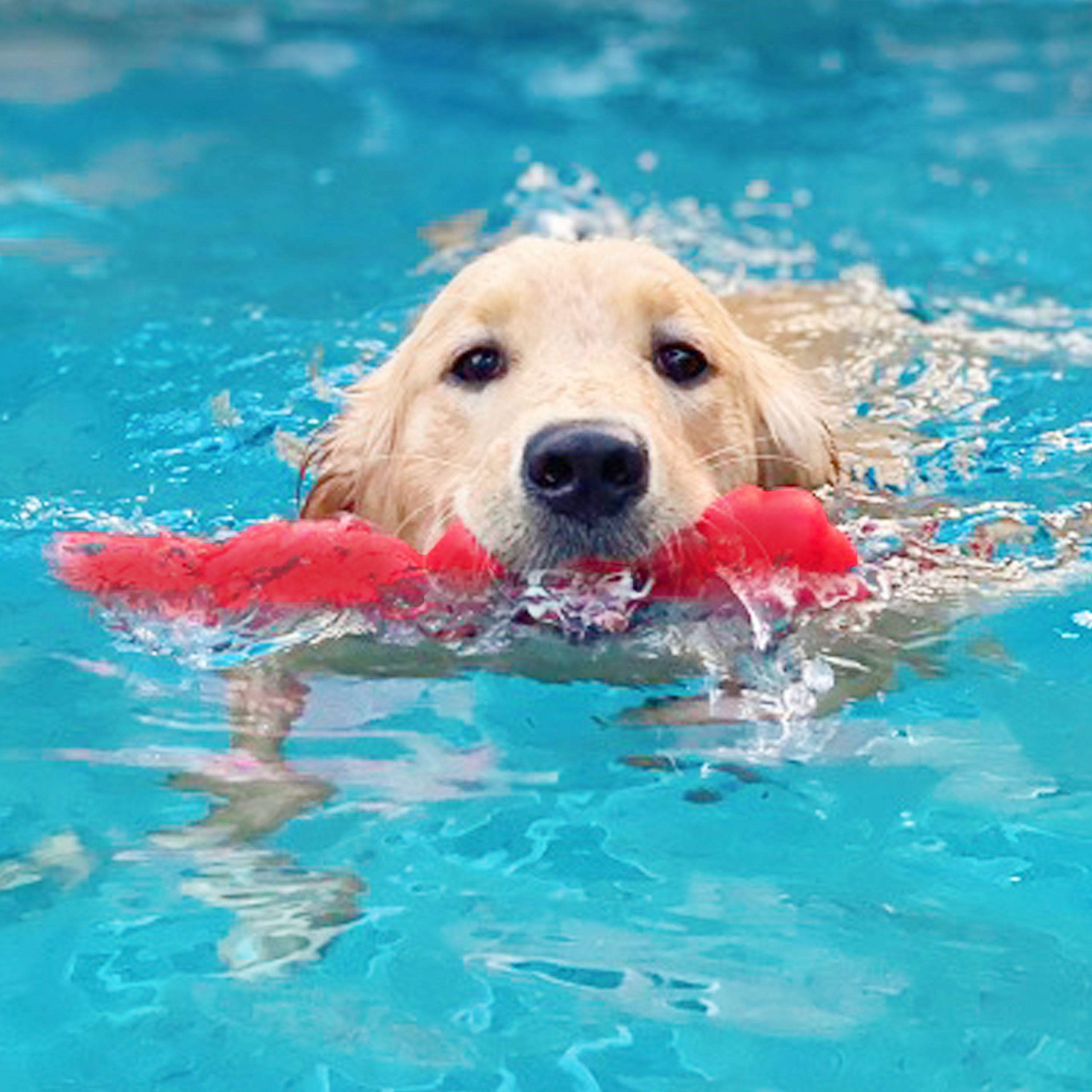 Nylabone Creative Play Springa Dog Pull Toy Red, 1ea/Large/Giant Up To 50 Lbs. 1 ct