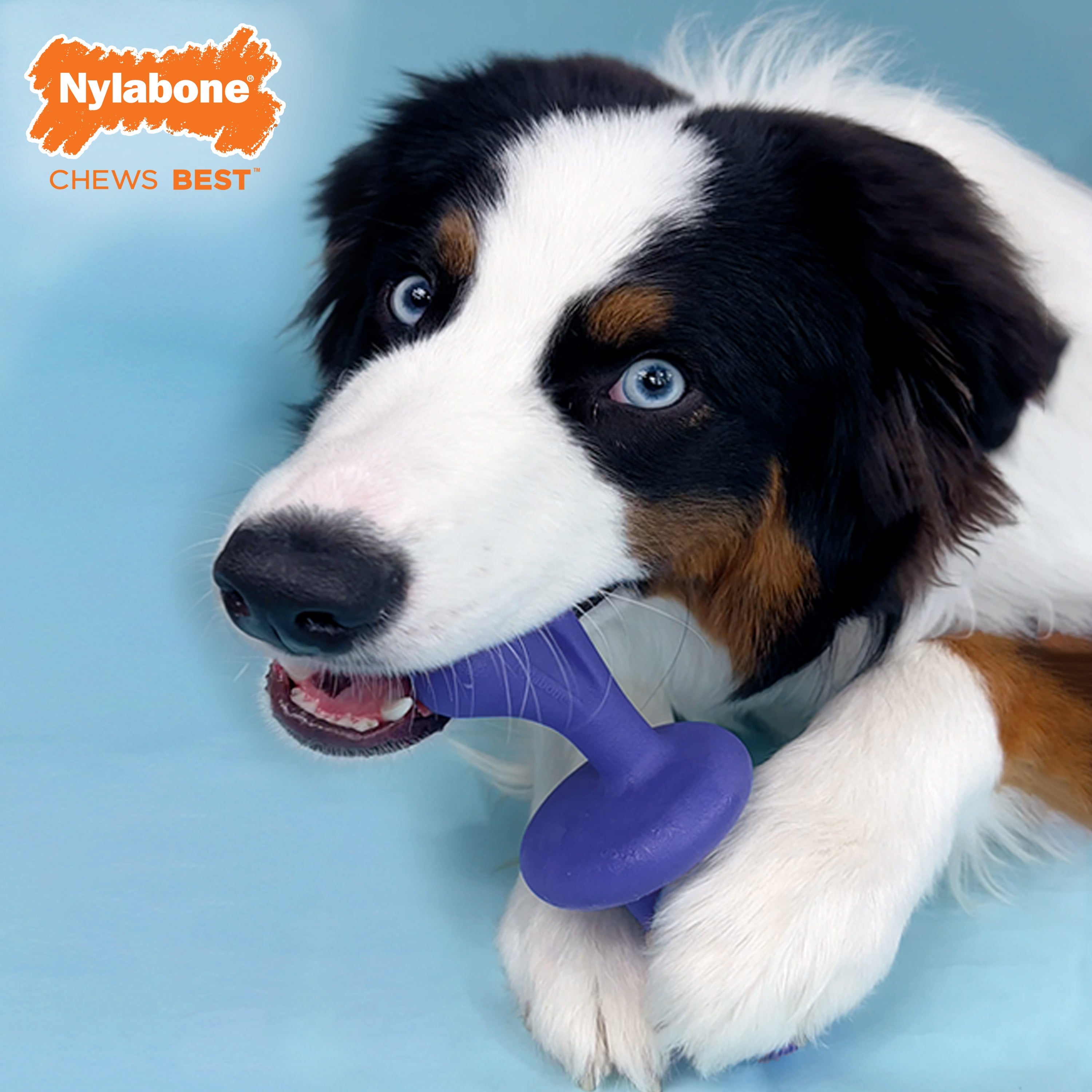 Nylabone Power Chew Rolling Dog Toy 1ea/Large/Giant Up To 50 Lbs. 1 ct