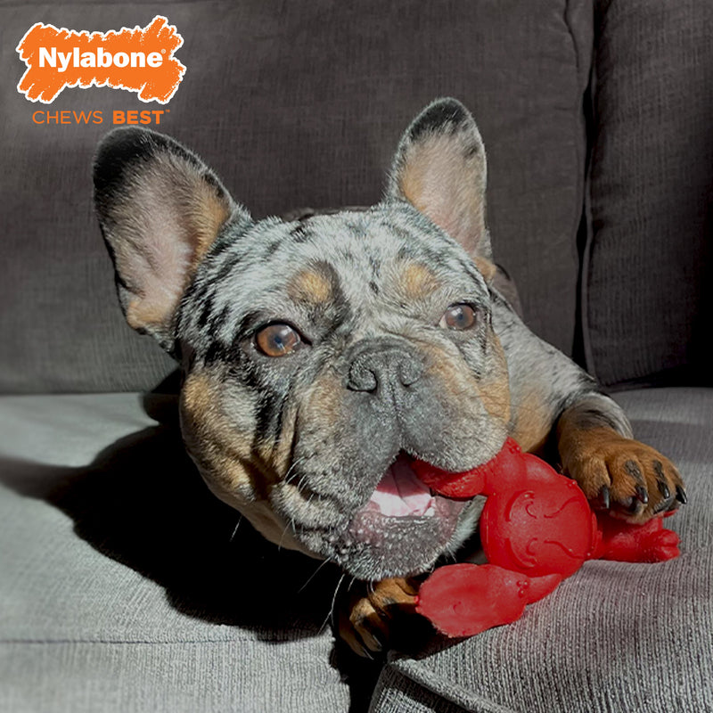 Nylabone Power Chew Lobster Dog Toy Filet Mignon, 1ea/Medium/Wolf Up To 35 Lbs. 1 ct