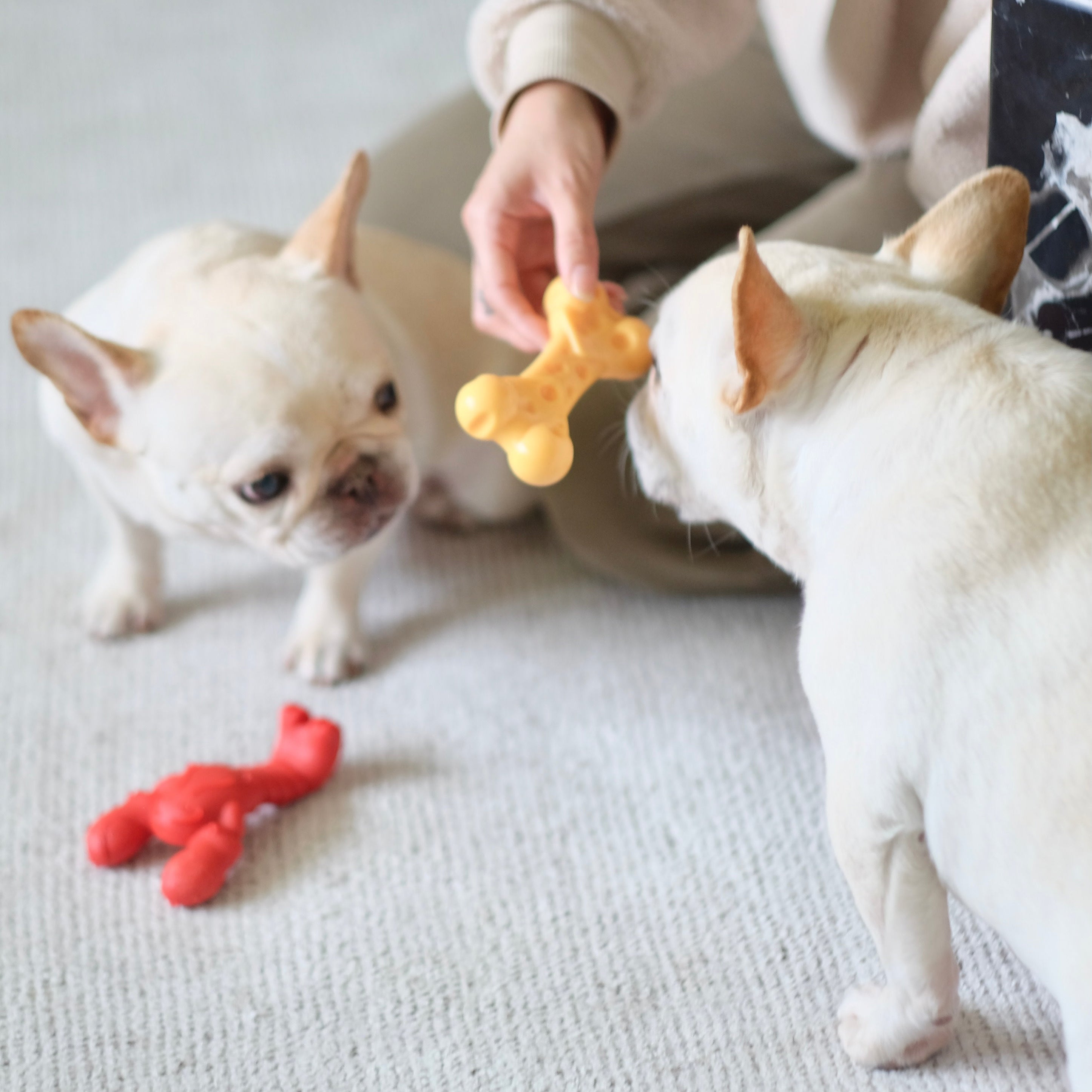 Nylabone Power Chew Lobster Dog Toy Filet Mignon, 1ea/Medium/Wolf Up To 35 Lbs. 1 ct