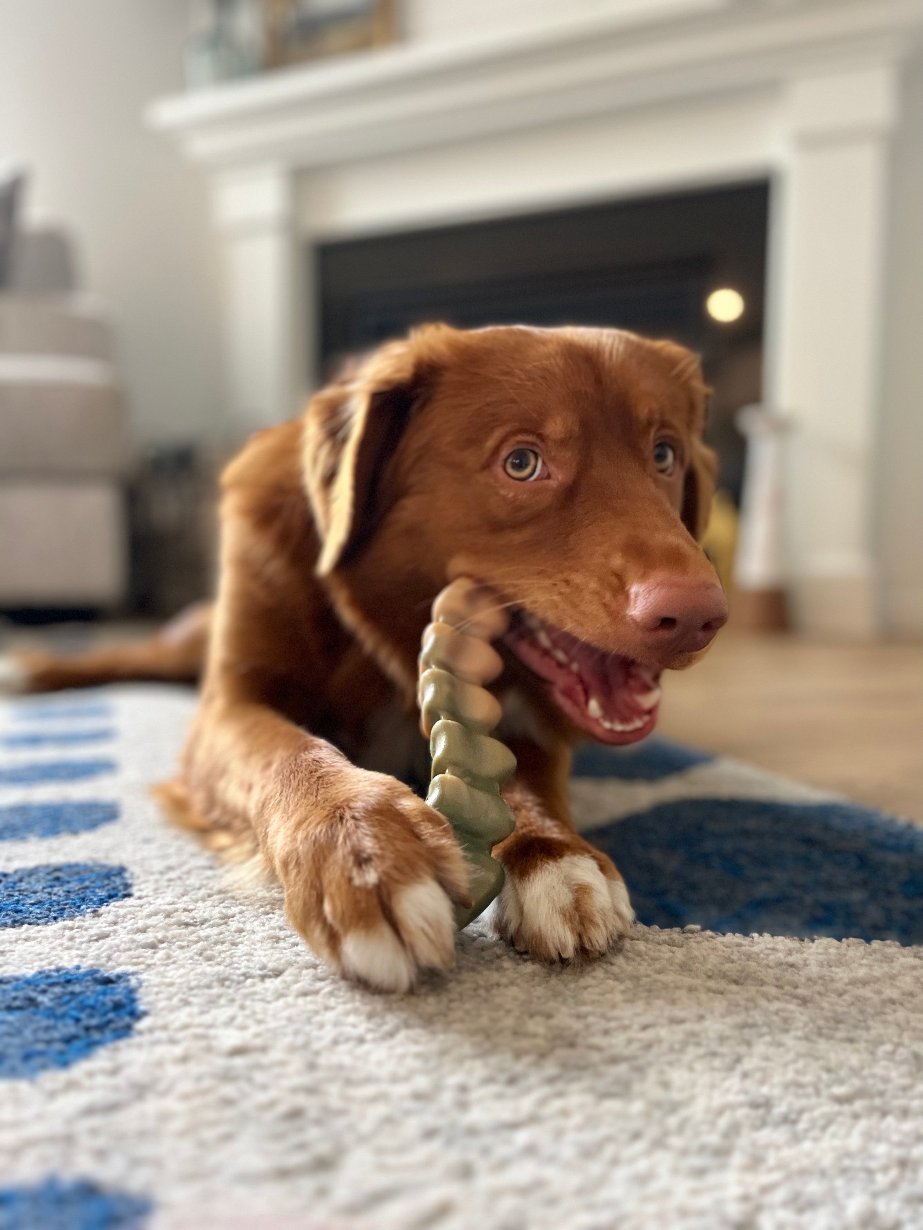 Nylabone Power Chew Gator Tail Alternative Chew Toy Chicken, 1ea/Large/Giant Up To 50 Lbs. 1 ct