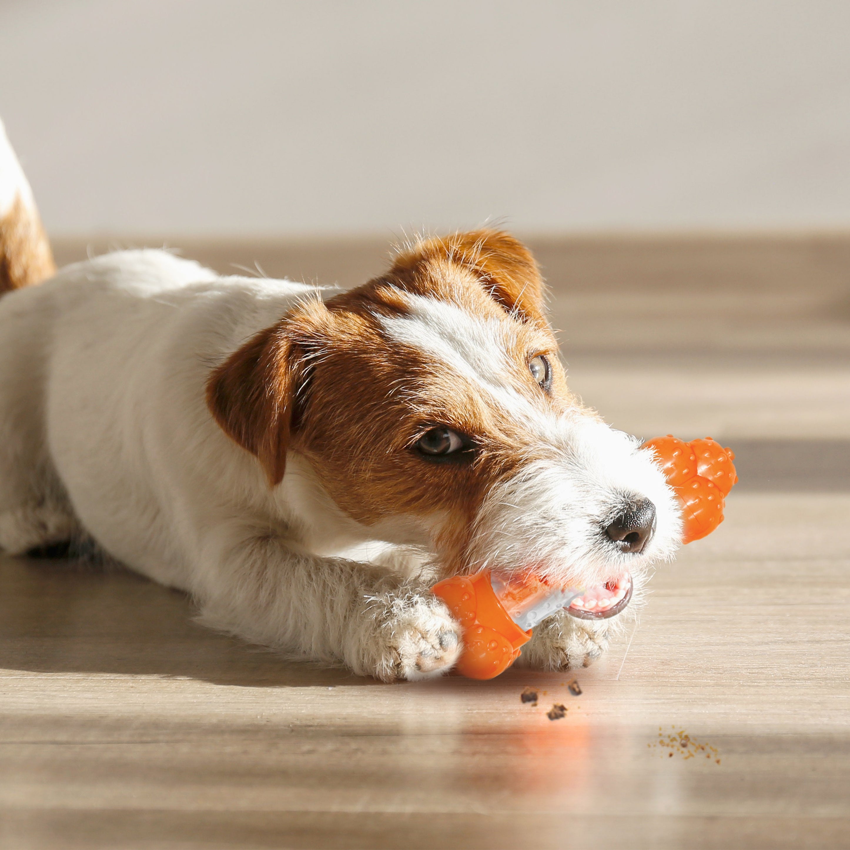 Nylabone Sneaky Snacker Dog Treat Toy Bacon, Orange, 1ea/Medium/Wolf Up To 35 Lbs. 1 ct
