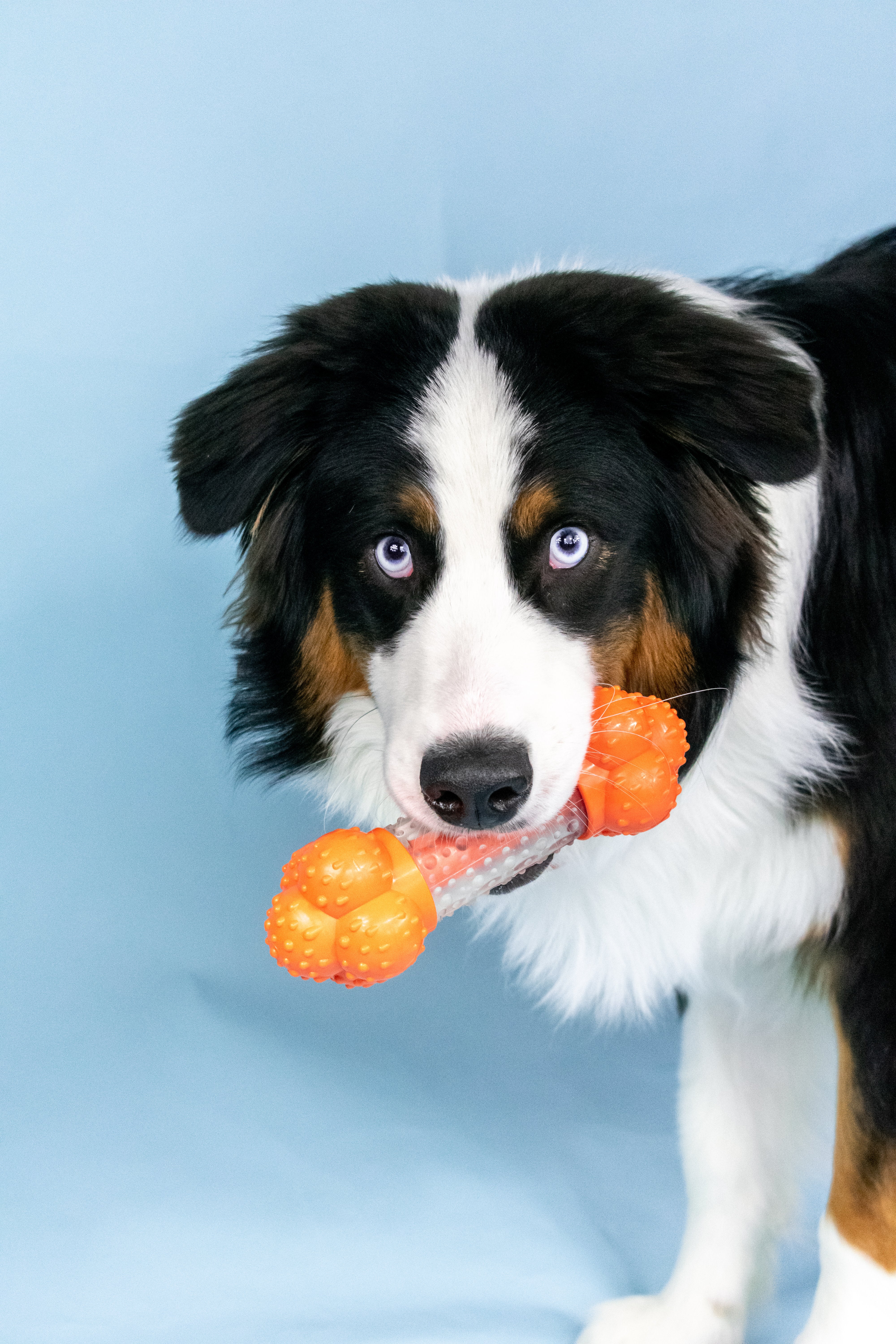 Nylabone Sneaky Snacker Dog Treat Toy Bacon, Orange, 1ea/Large/Giant Up To 50 Lbs. 1 ct
