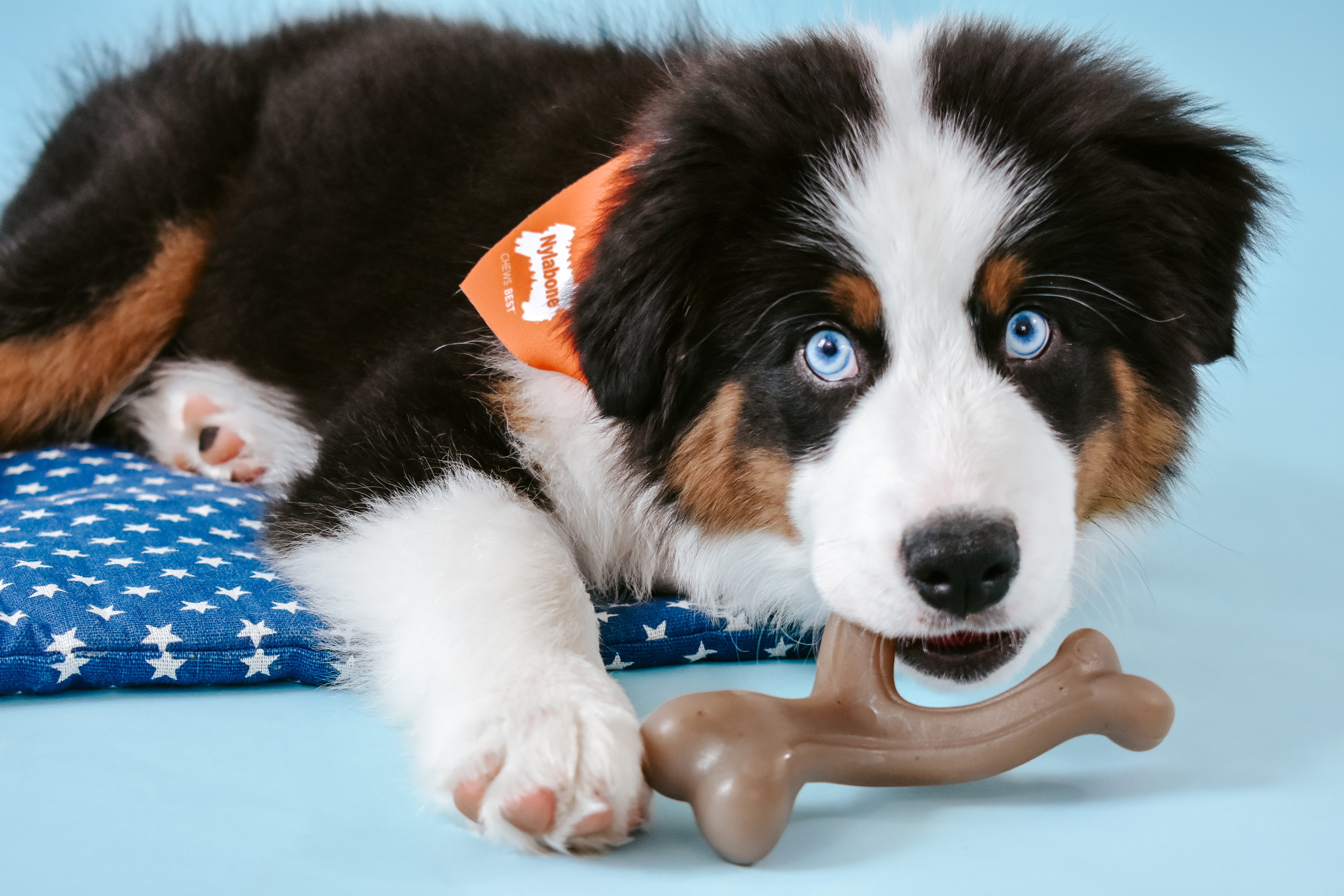 Nylabone Gourmet Style Strong Wishbone Puppy Chew Toy Peanut Butter, 1ea/SMall/Regular Up To 25 Ibs. 1 ct