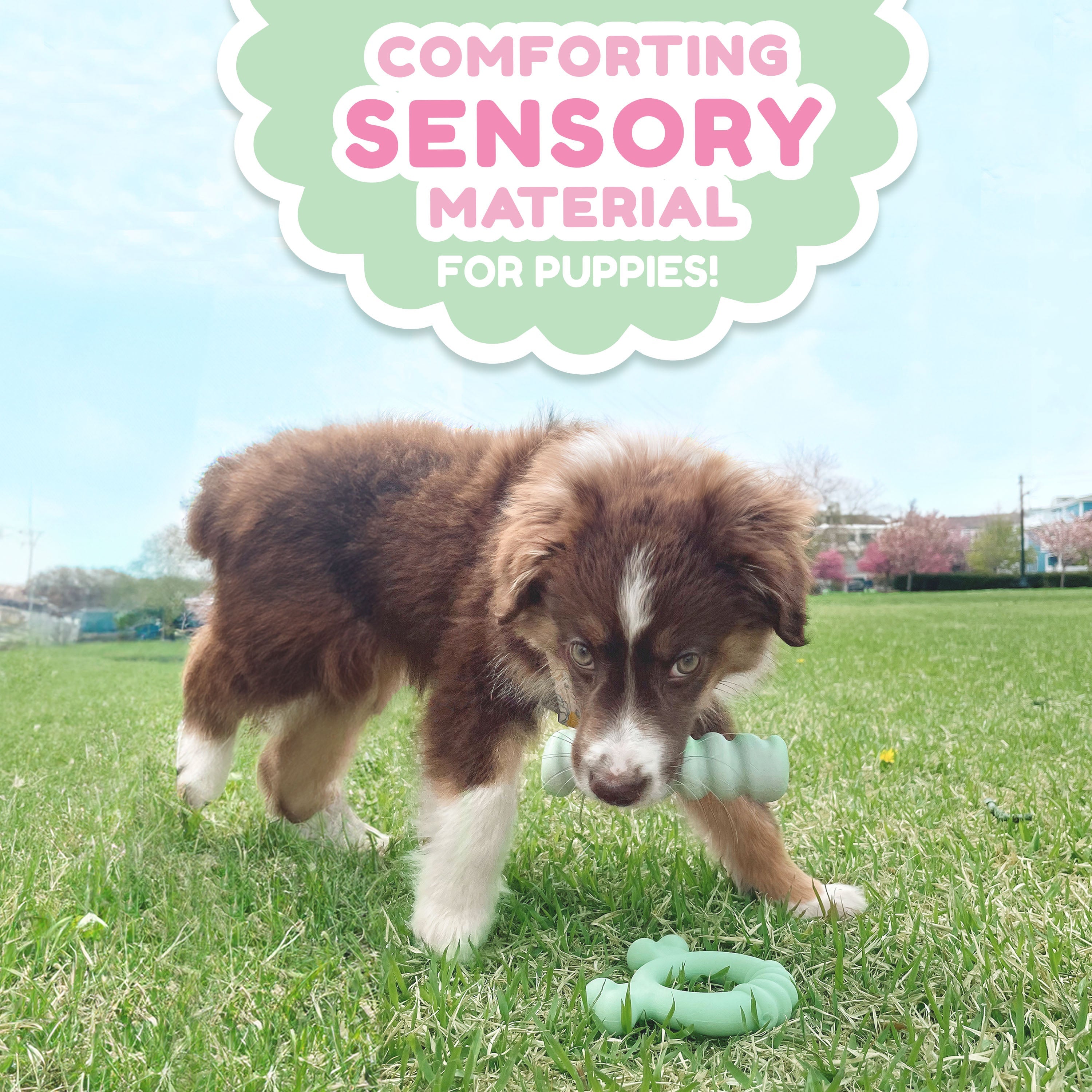 Nylabone Sensory Material Puppy Teething Ring Chicken, 1ea/SMall/Regular Up To 25 Ibs. 1 ct