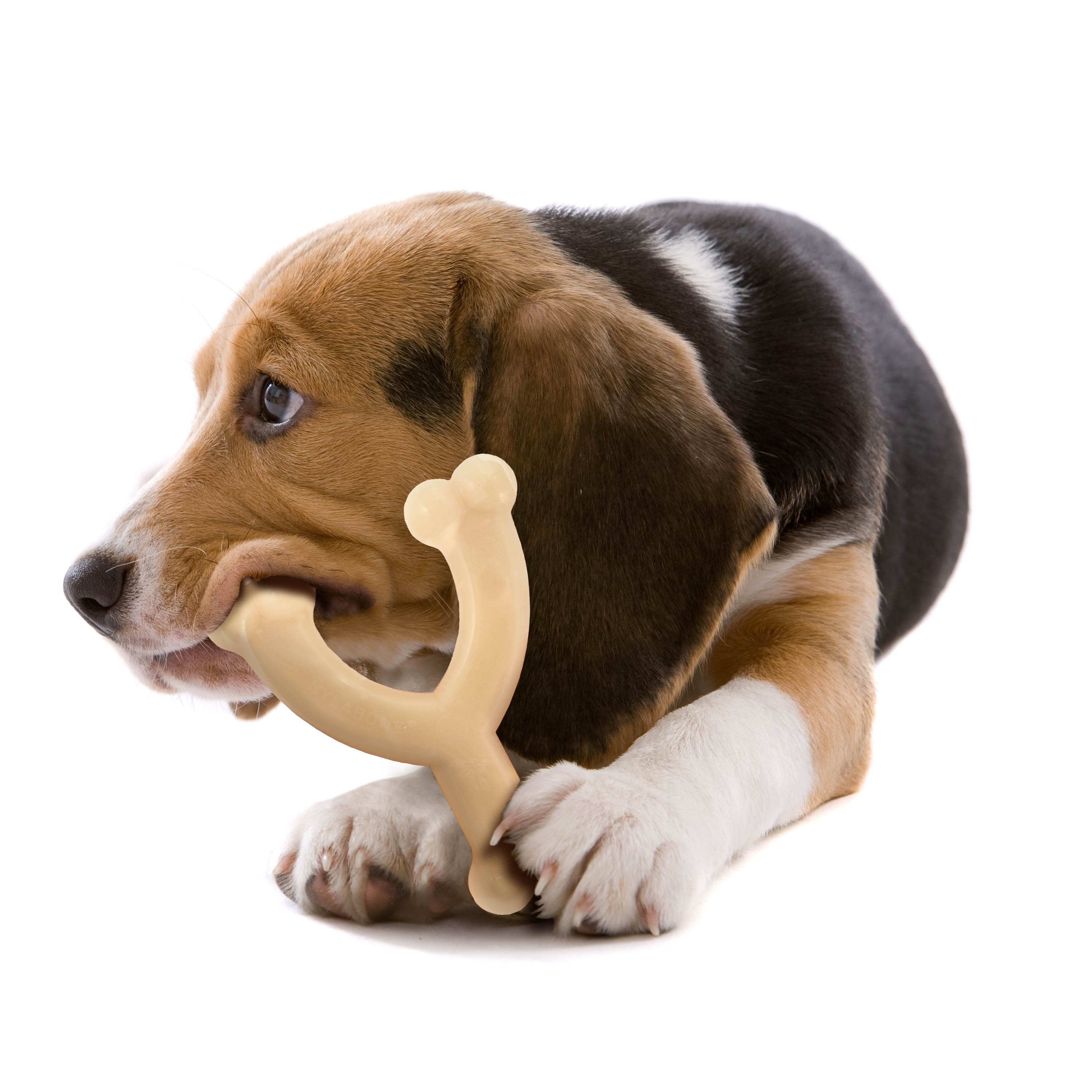 Nylabone Power Chew Original Wishbone Dog Toy Adult Dog Original, Original, 1ea/Medium/Wolf Up To 35 Lbs. 1 ct