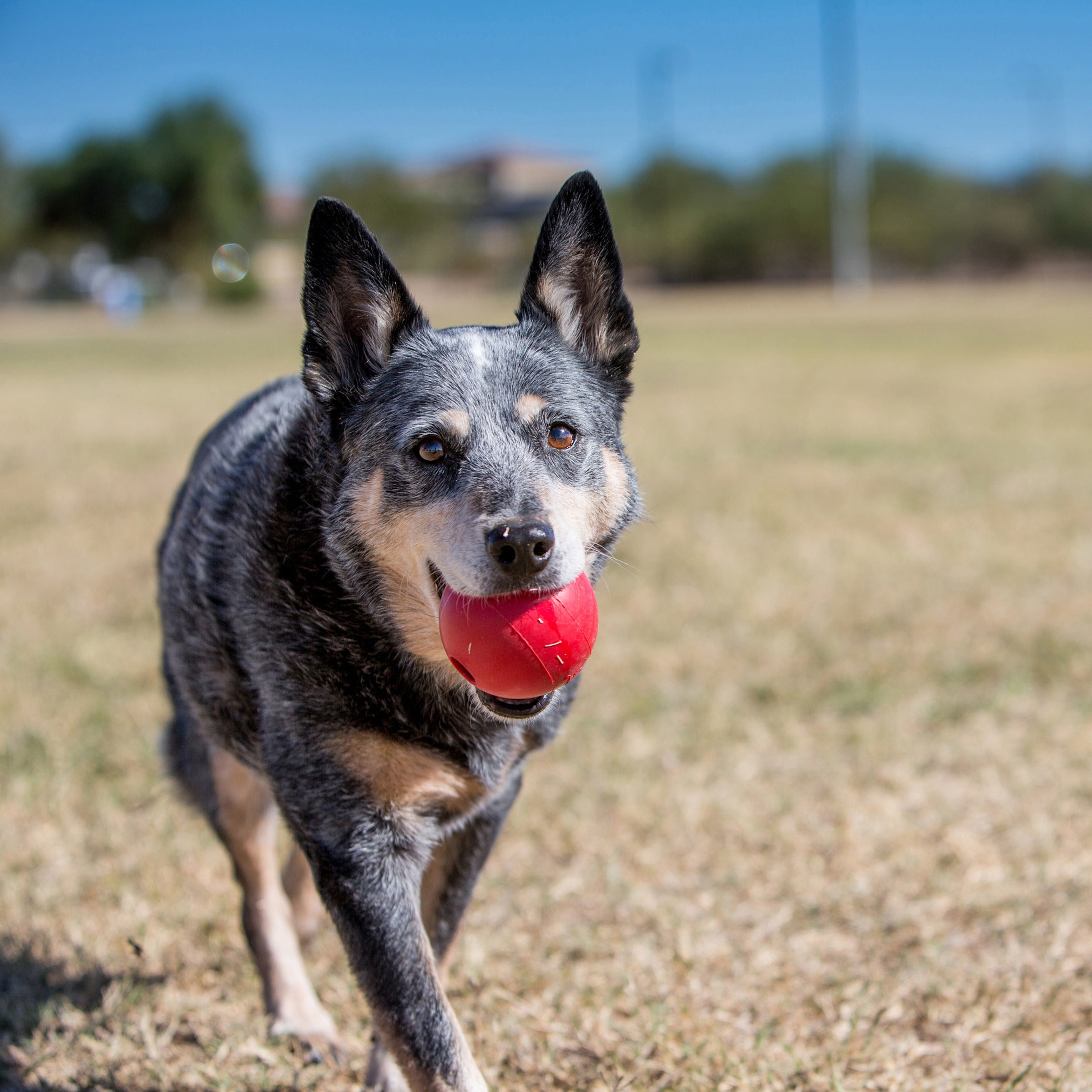 KONG Durable Rubber Ball with Hole Dog Toy Large
