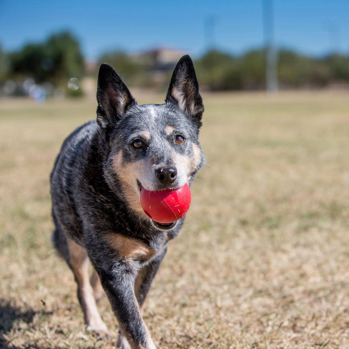 KONG Durable Rubber Ball with Hole Dog Toy Small