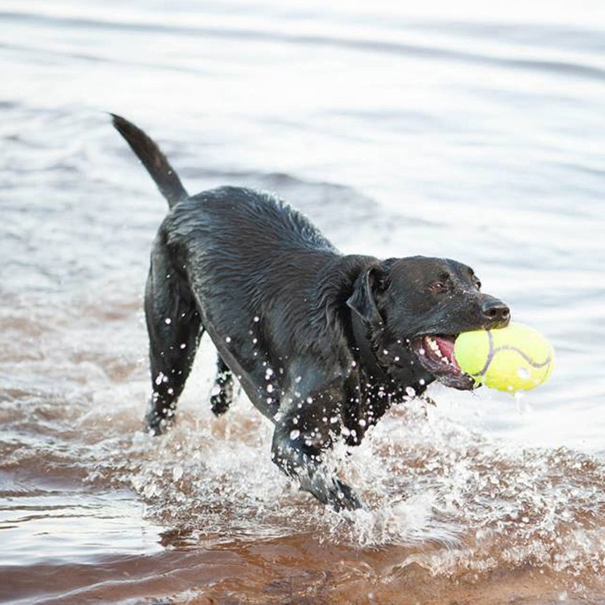 KONG AirDog Squeaking Tennis Dumbbell Dog Toy Medium