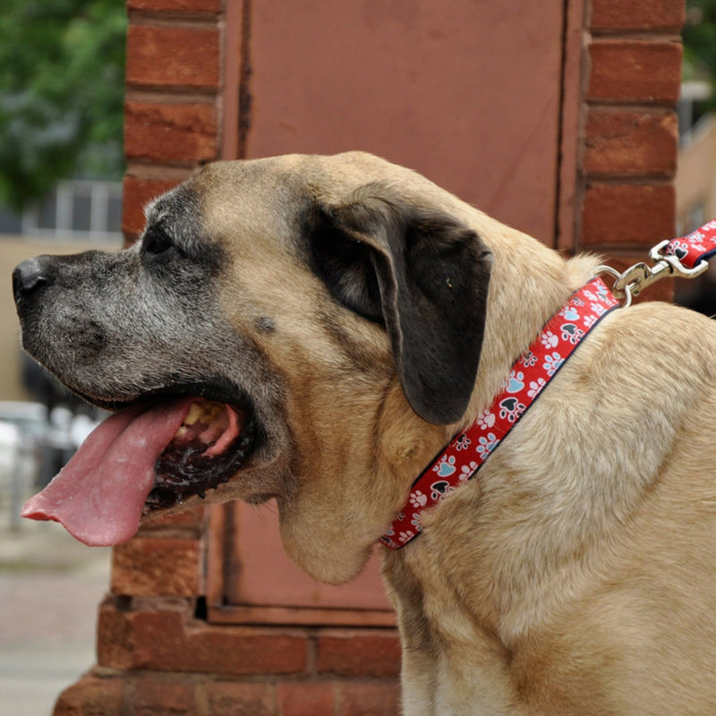 Ribbon Adjustable Nylon Dog Collar with Metal Buckle Red, 1ea/5/8 In X 1218 in