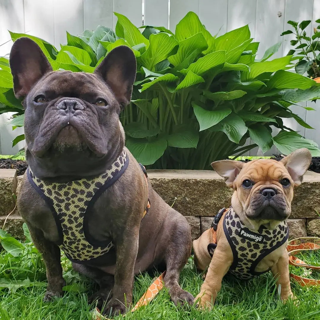 Wild Thing Reversible Harness Pawmigo