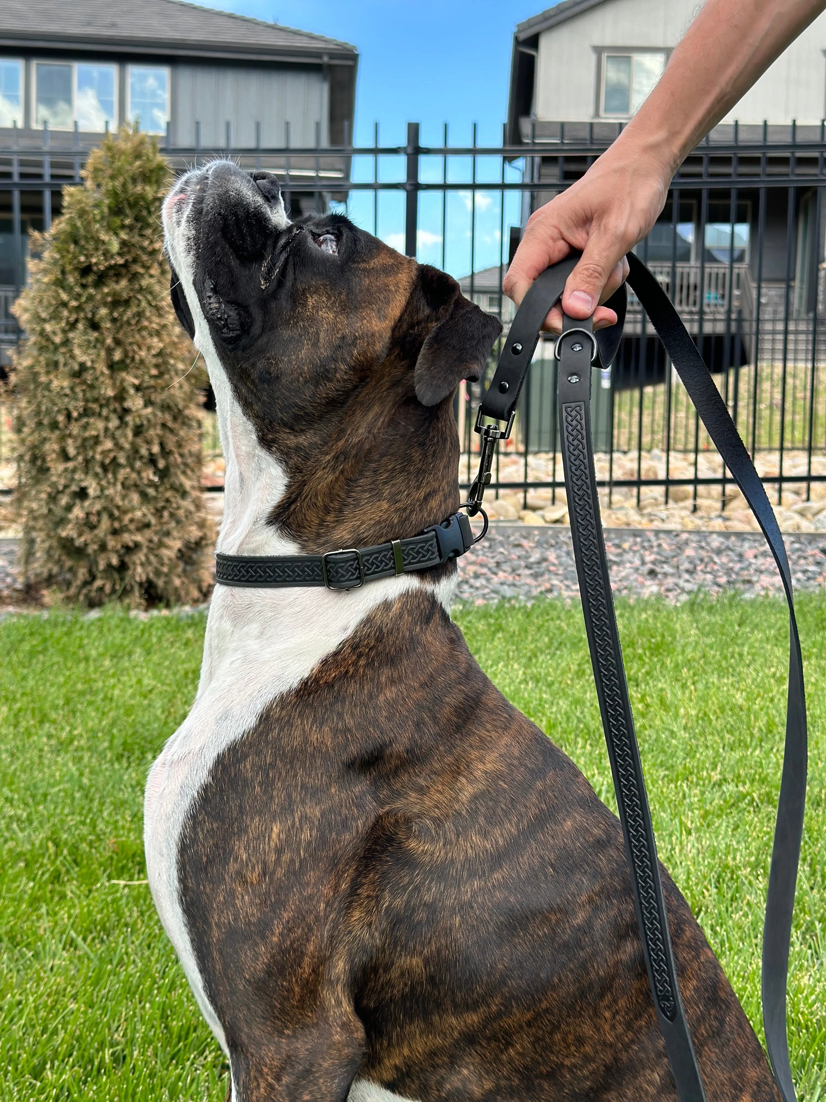 Celtic Sport Midnight Black Leather Dog Leash Euro-Dog Collars and Leads
