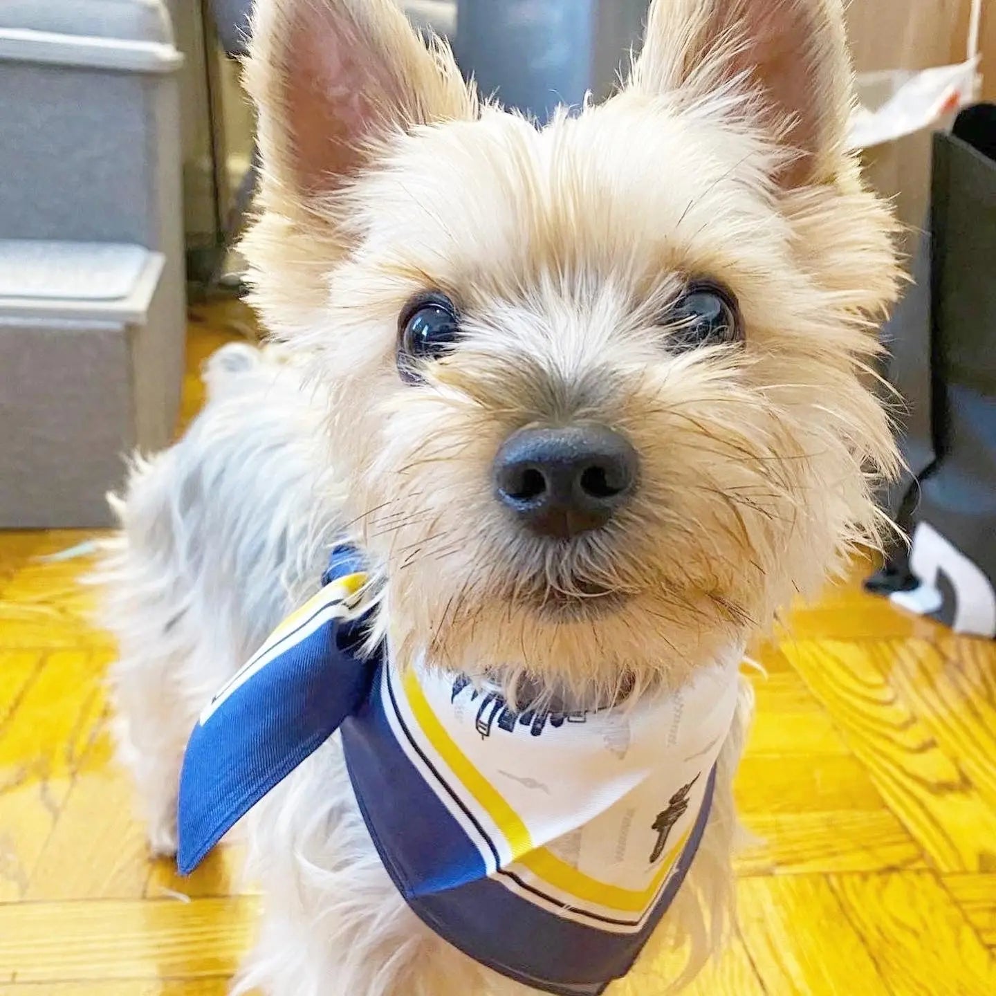 Erin 100% Silk Twill Dog Scarf, or Bandana BESPOKE PAWS