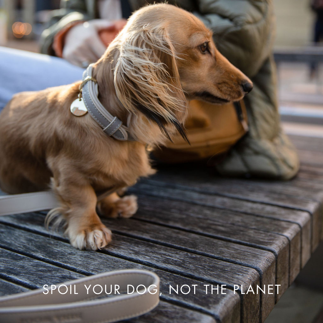 Leash 4ft - Vegan Leather - London Nina Woof