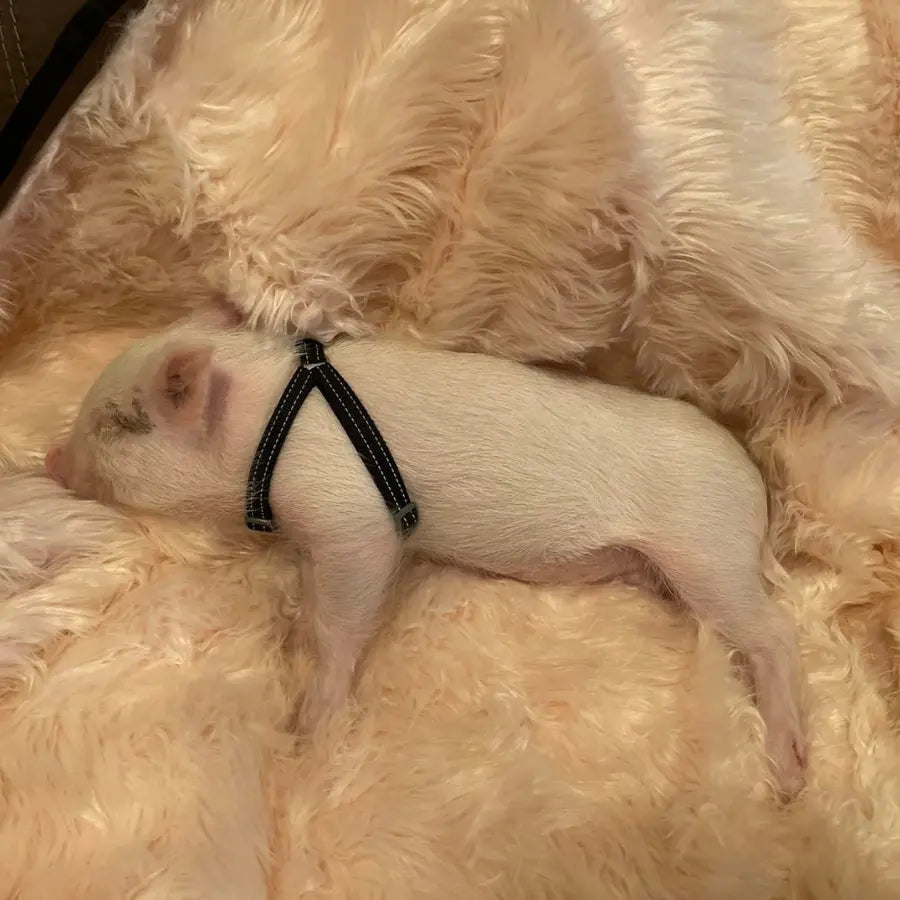 PupProtector™ Waterproof Throw Blanket - Blush Pink Paw.com