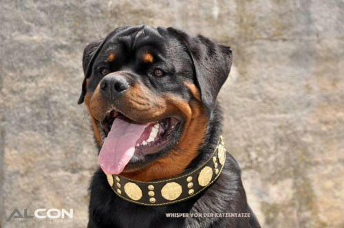 Bestia Maximus 2.5" Leather Dog Collar – Black & Gold