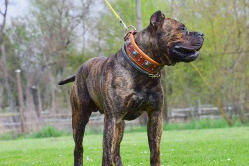 Bestia Eros 2.5" Leather Dog Collar – Brown