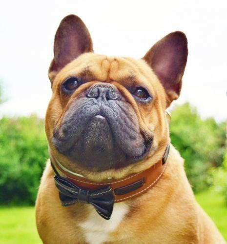 Bestia Bowtie Leather Dog Collar – Brown