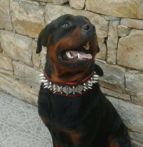 Bestia Steel Leather Dog Collar