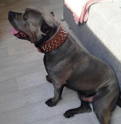 Bestia Crown Leather Dog Collar