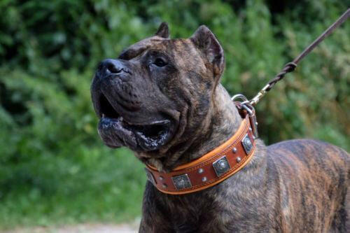 Bestia Eros 2.5" Leather Dog Collar – Brown