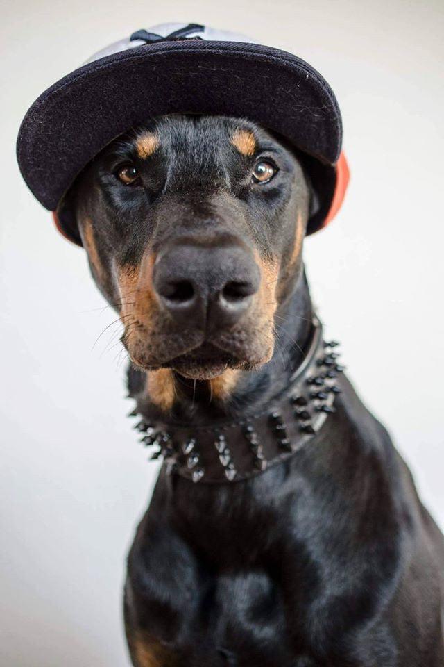 Bestia Black Giant Leather Dog Collar