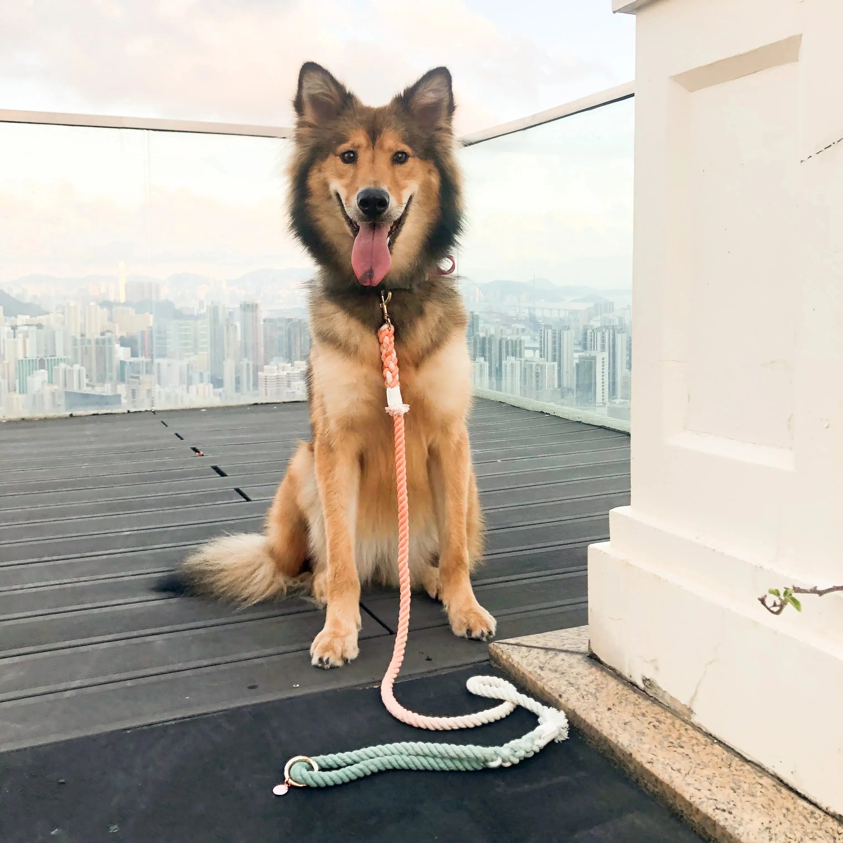 HANDS FREE DOG ROPE LEASH - BUBBLE SODA-1