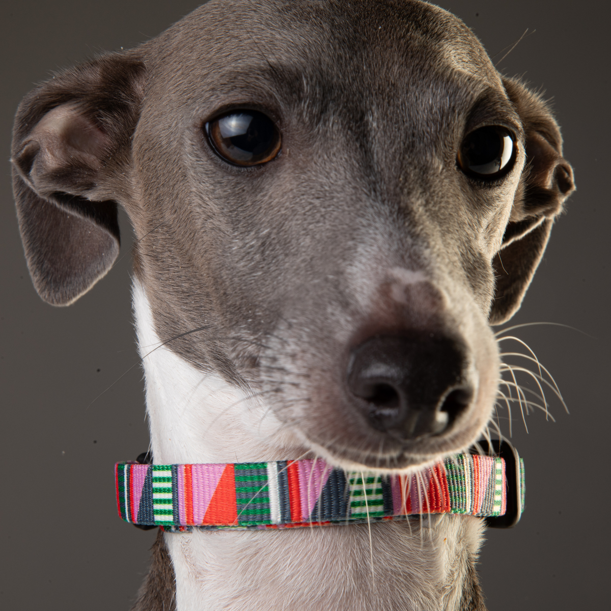 Classic Dog Collar 1/2''