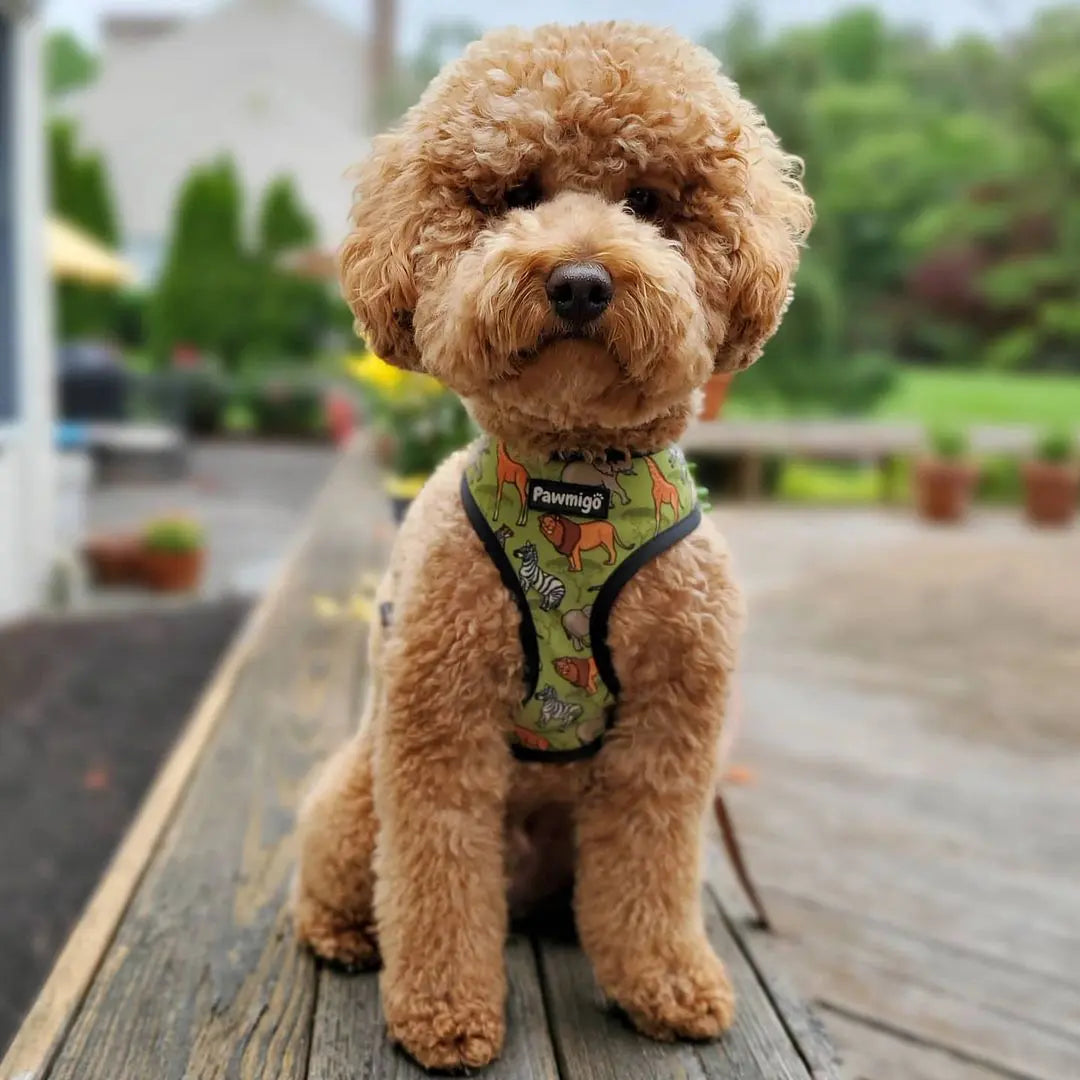 Wild Thing Reversible Harness Pawmigo