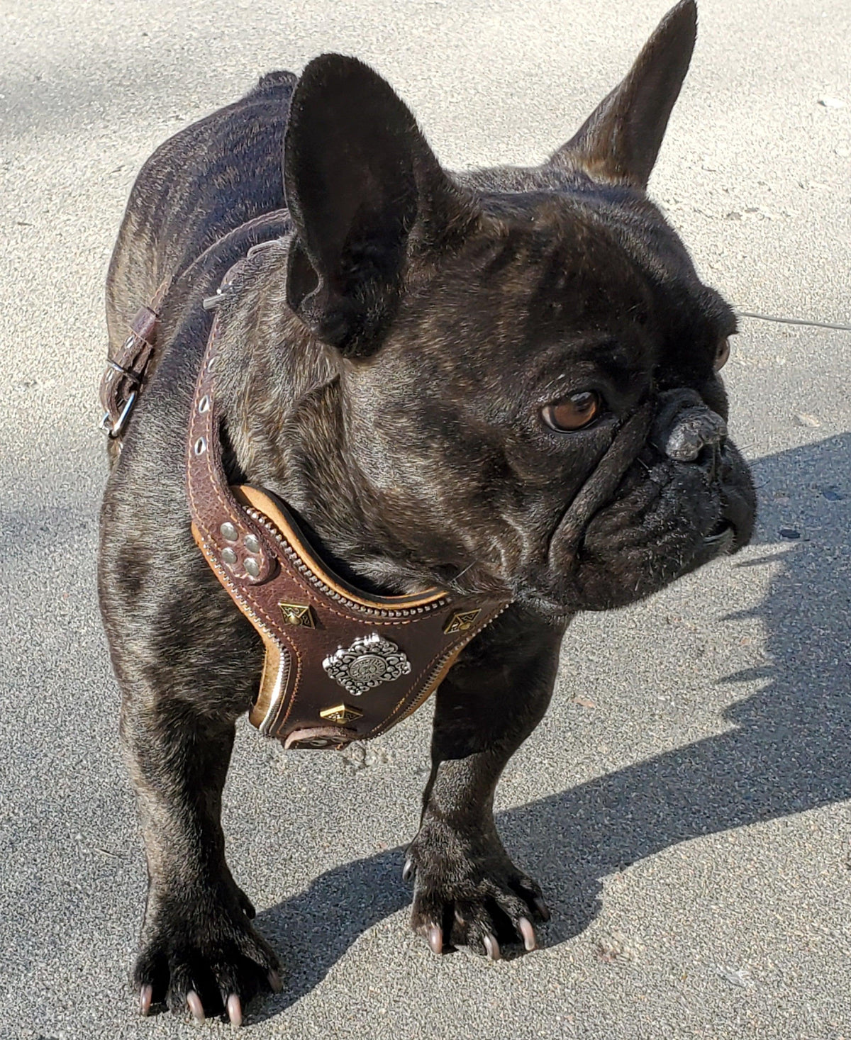 Bestia Aztec Leather Dog Harness – Brown, Small–Medium Dogs
