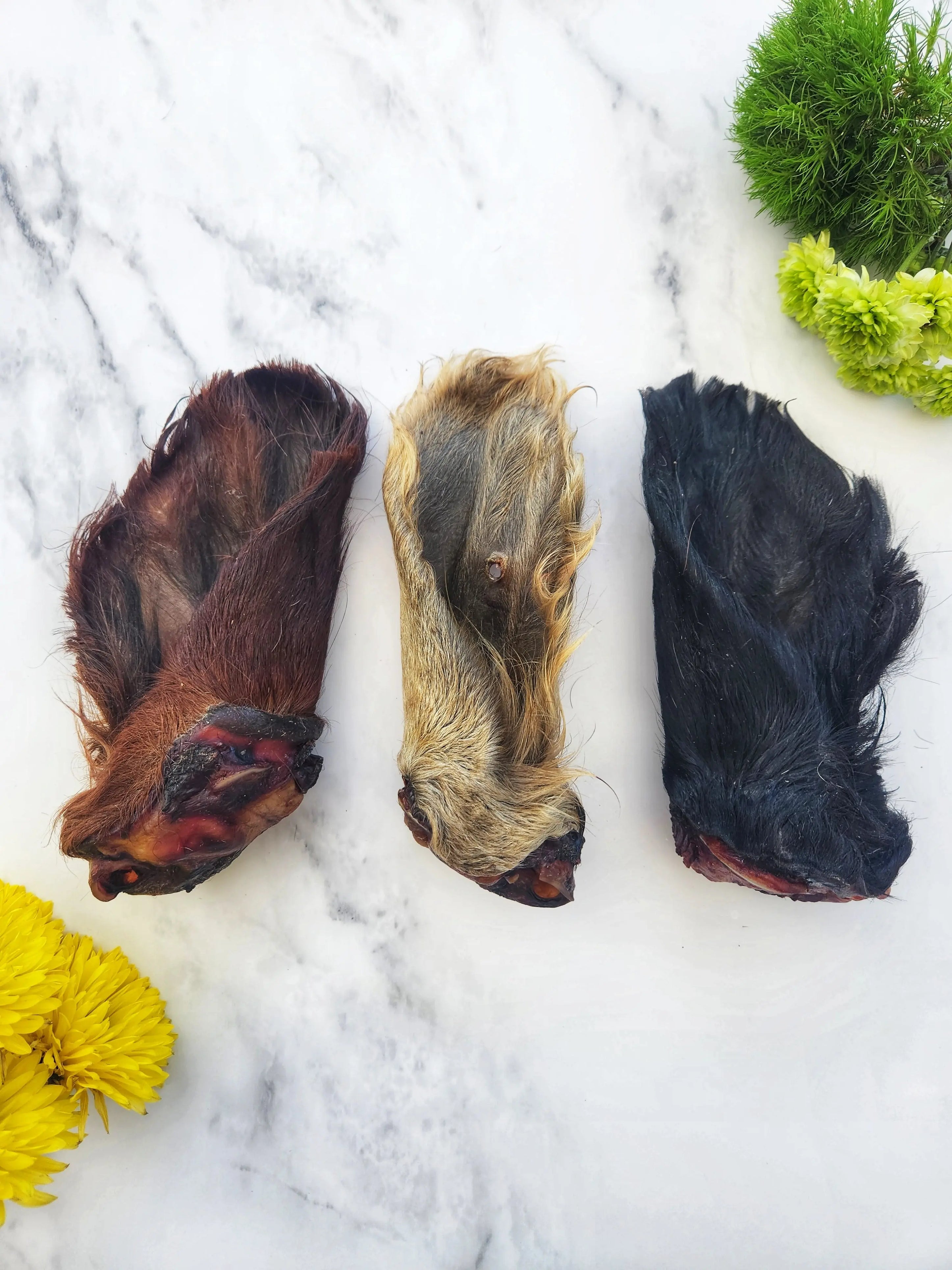 Dehydrated Beef Ear with Hair for Cats & Dogs — All-Natural | Raw Instincts Florida Raw Instincts