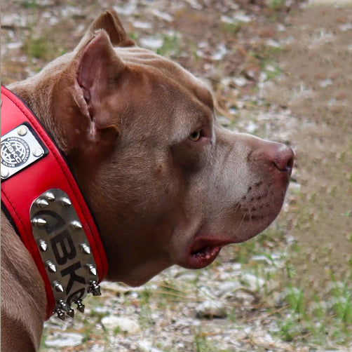 Bestia ABKC Leather Dog Collar