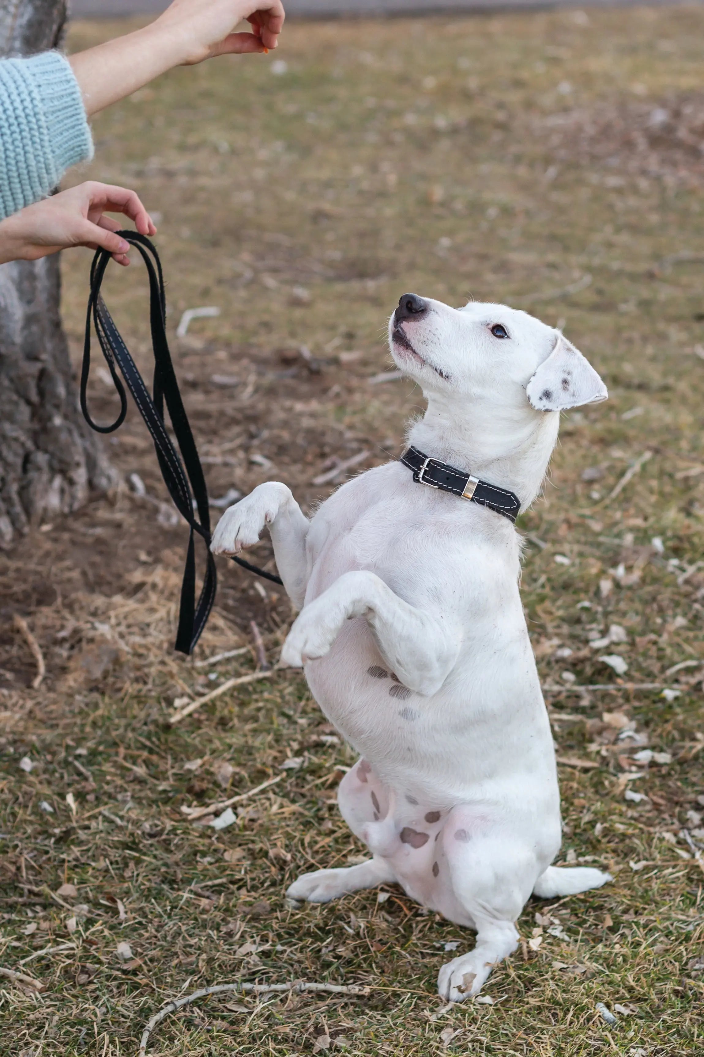 Traditional Black Leather Dog Collar Euro-Dog Collars and Leads
