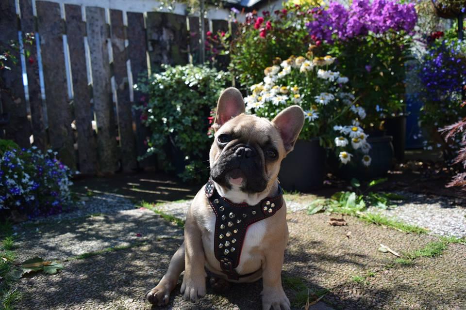 Bestia Rocky Leather Dog Harness – Small–Medium Dogs
