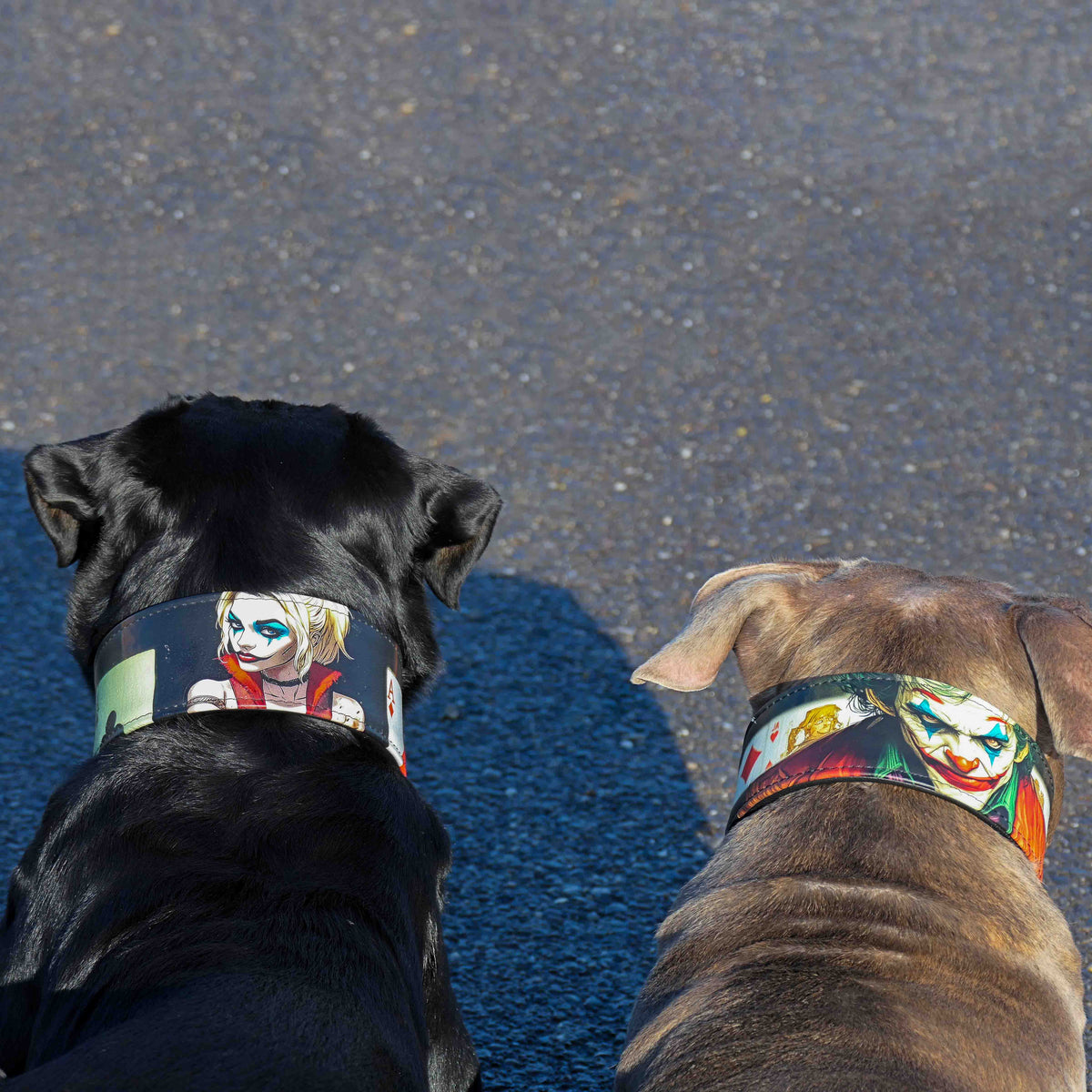 Bestia Harley Leather Dog Collar – Limited Edition