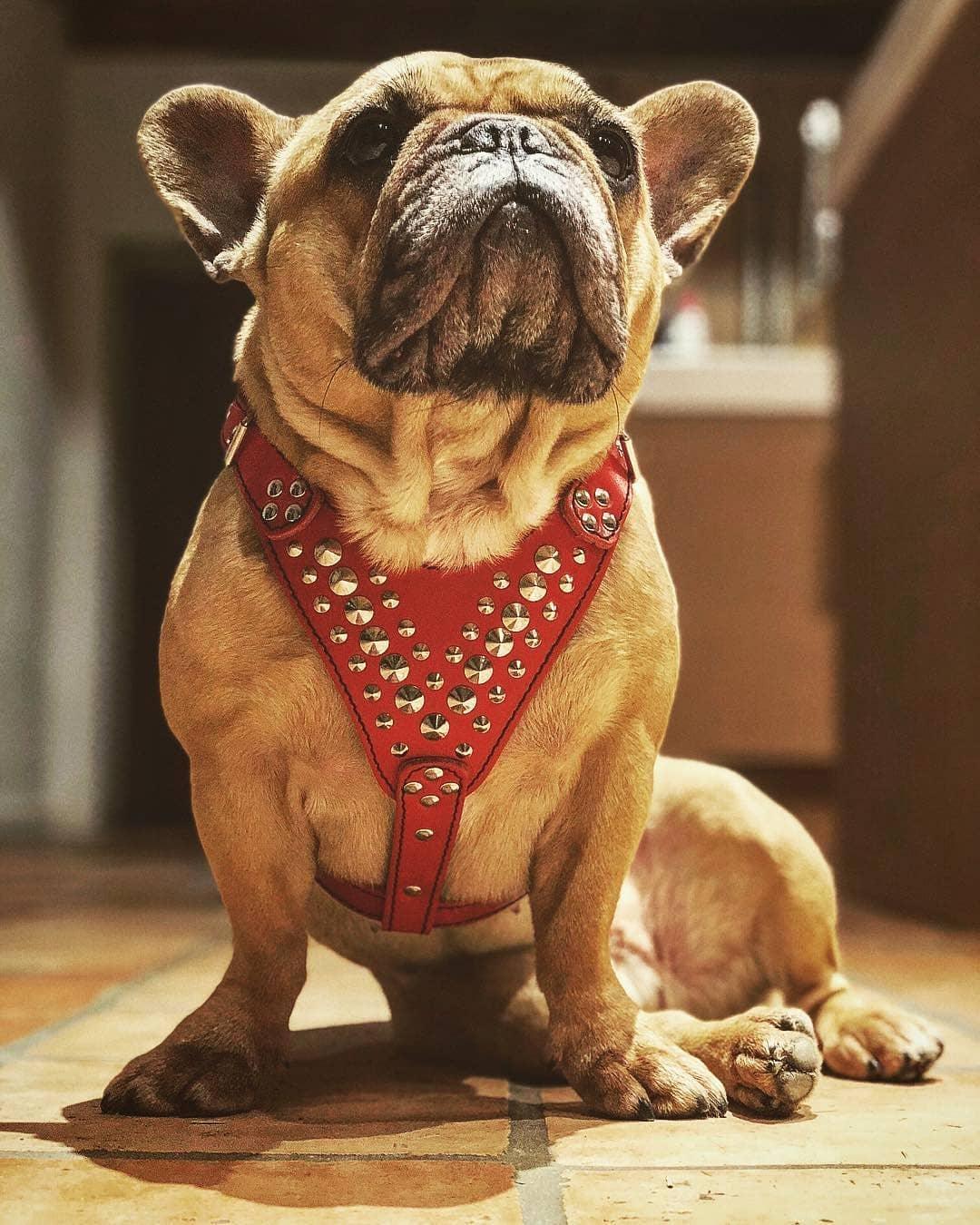 Bestia Star Leather Dog Harness – Small–Medium Dogs
