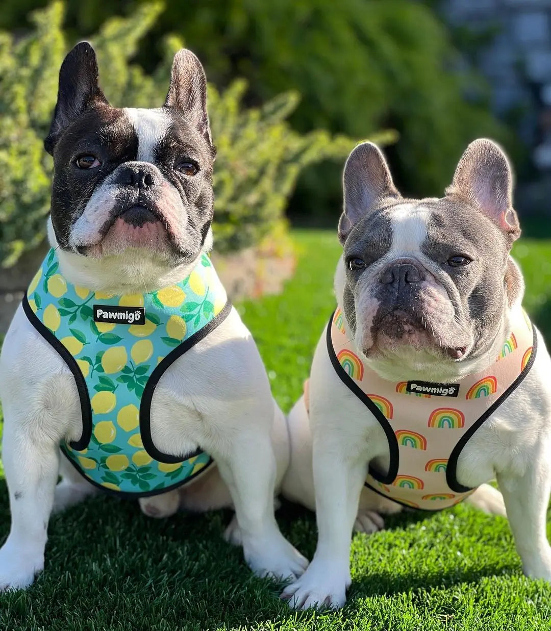 Chasing Rainbows Reversible Harness Pawmigo