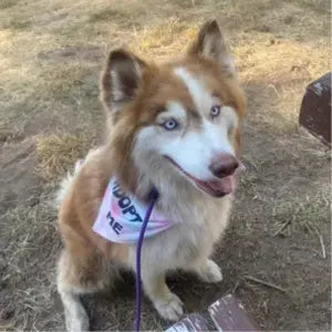Adopt Me Tie Dye Dog Bandana Best Seller - K9 Outdoors