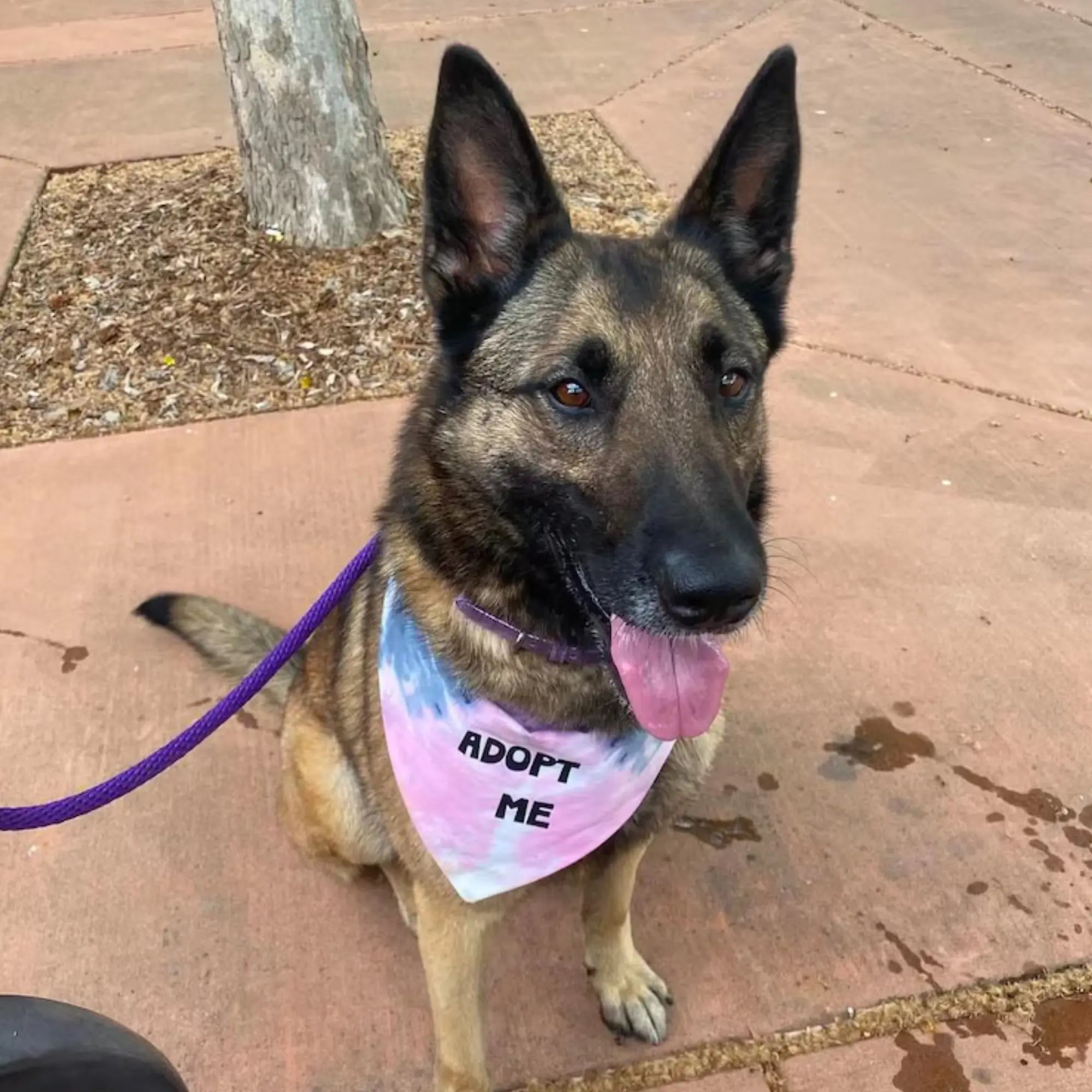 Adopt Me Tie Dye Dog Bandana Best Seller - K9 Outdoors