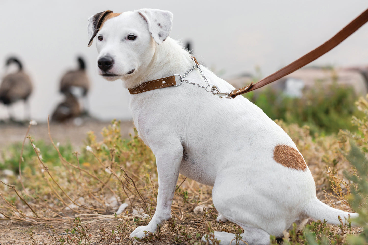 Martingale Earth Brown Leather Dog Collar Euro-Dog Collars and Leads
