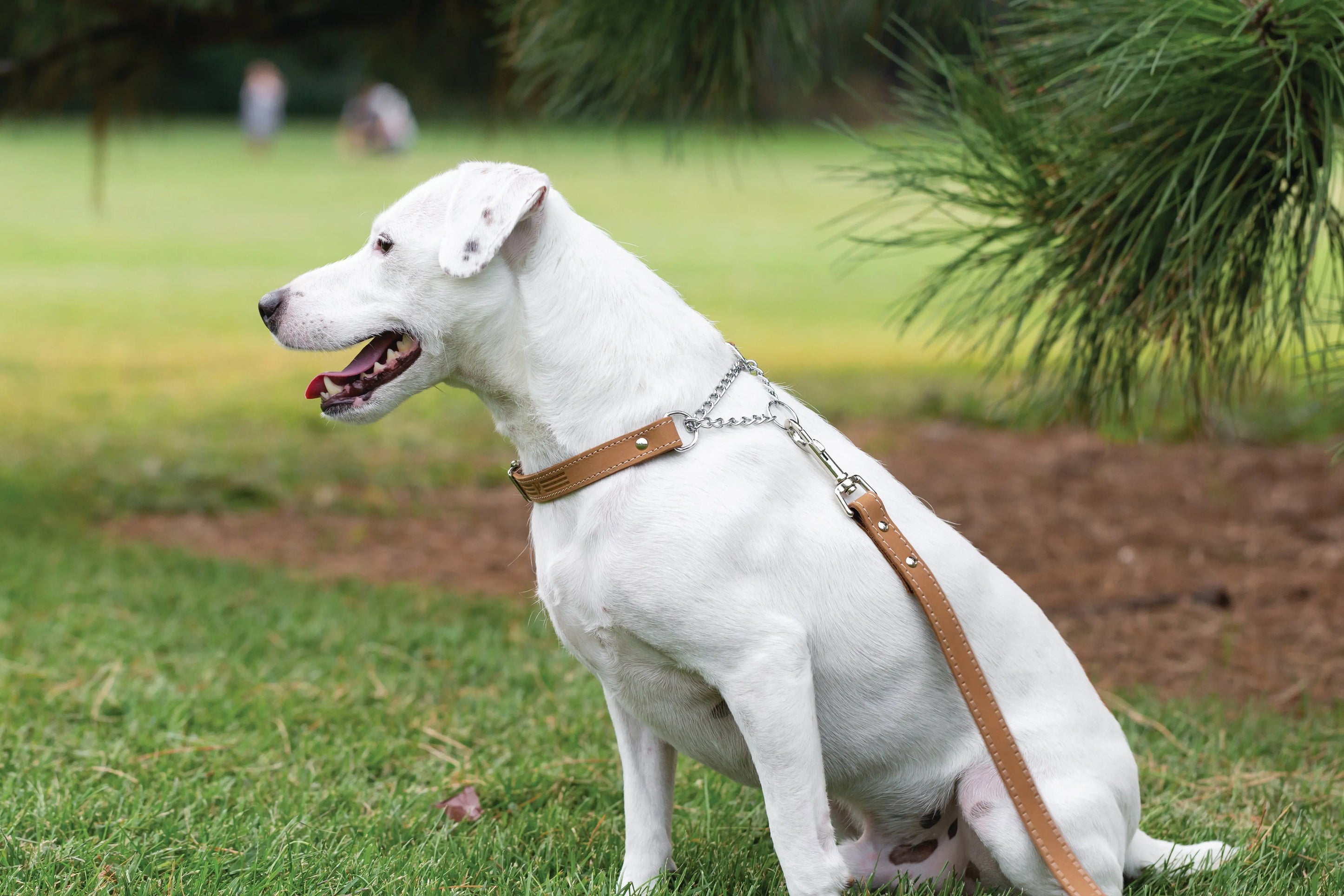 Martingale Khaki Leather Dog Collar Euro-Dog Collars and Leads