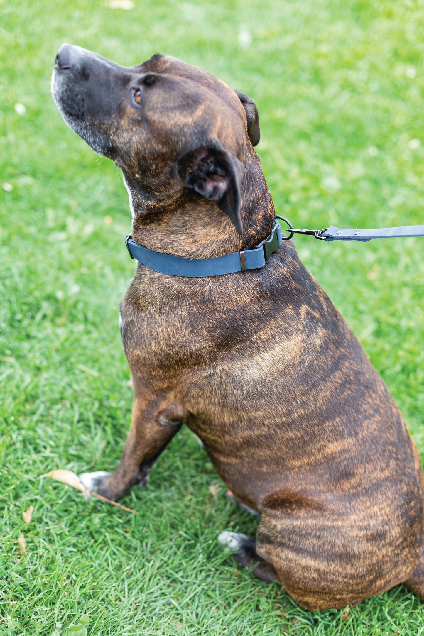 Sport Style Blue Jeans Leather Leash Euro-Dog Collars and Leads