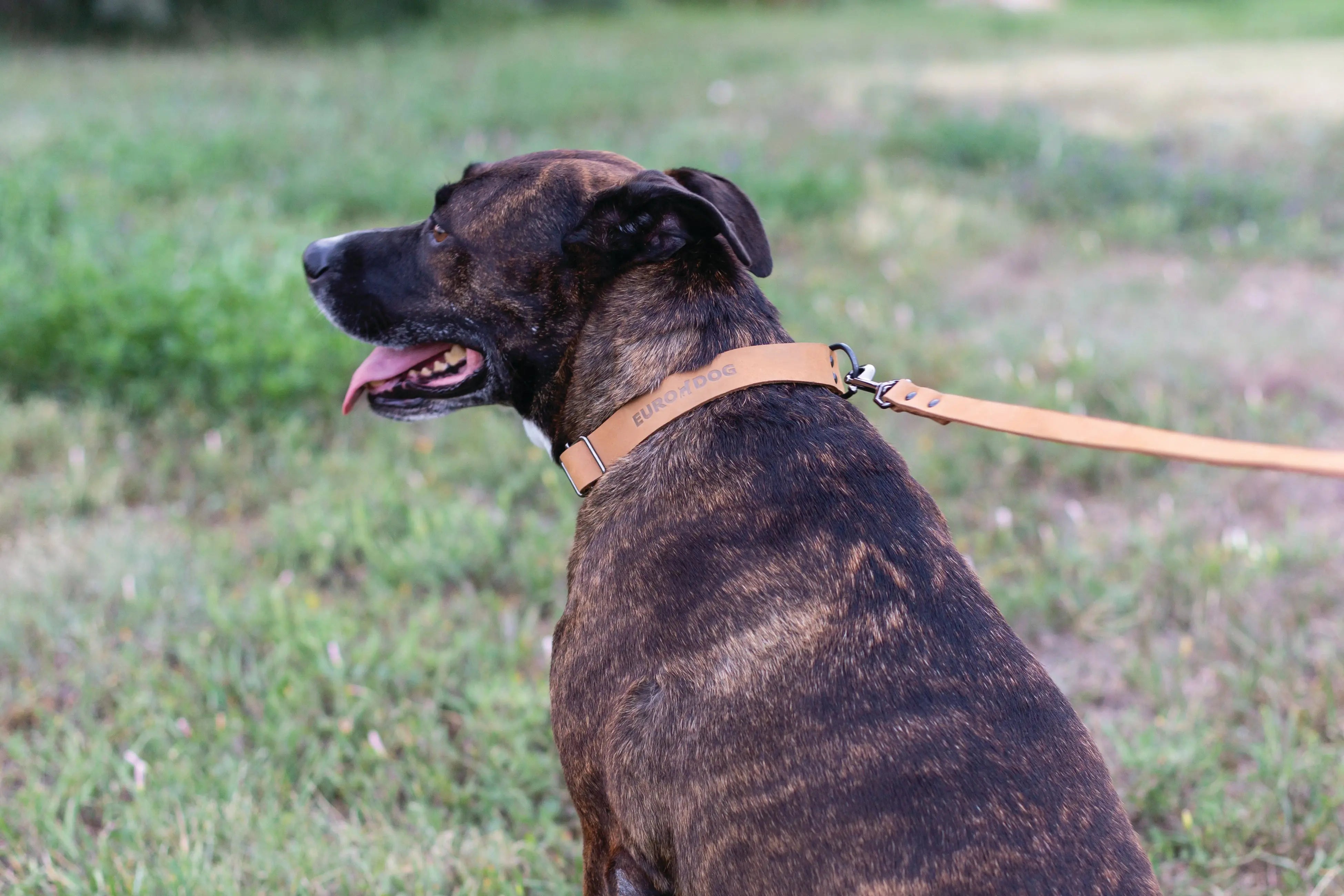 Sport Style Khaki Leather Dog Collar