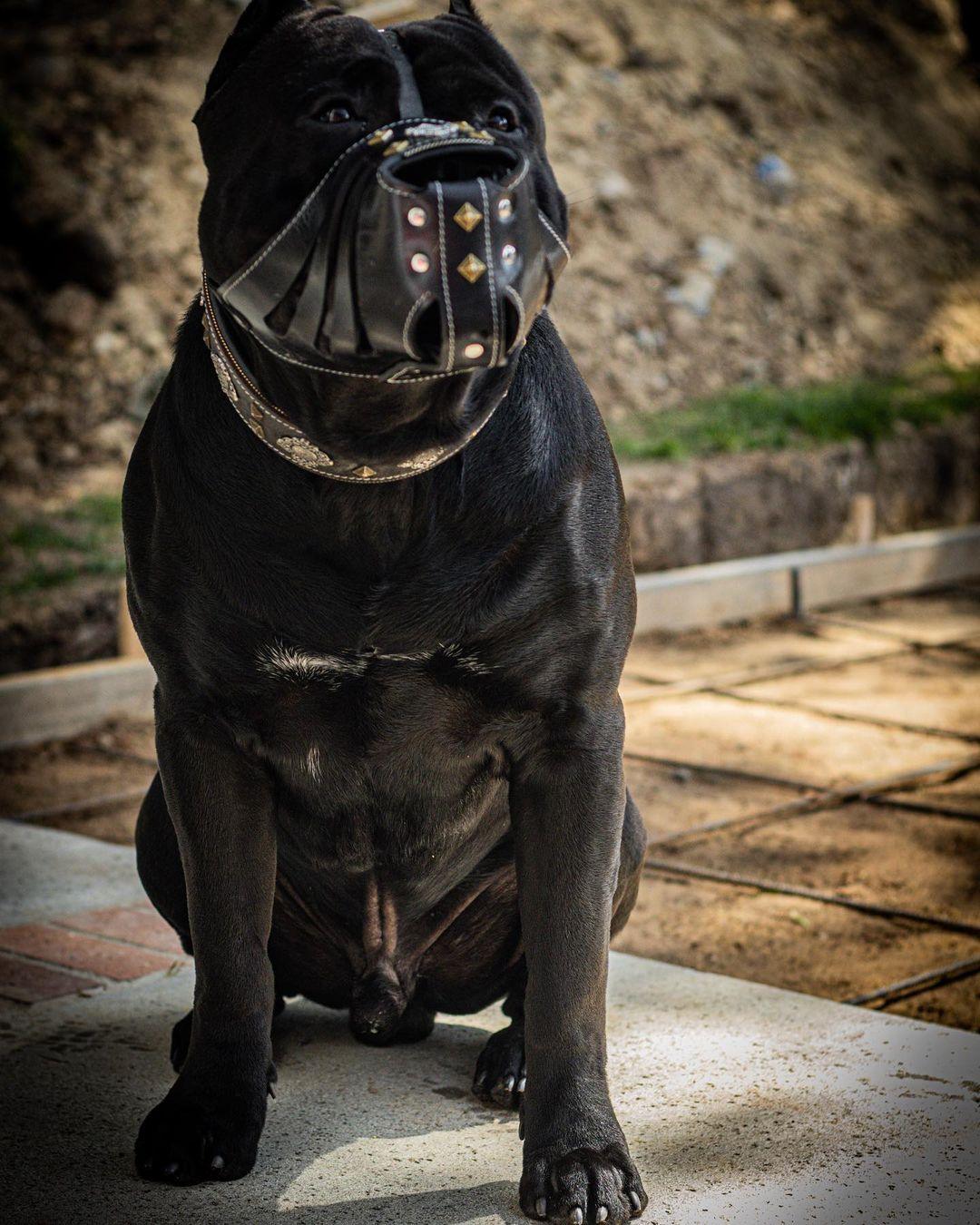 Bestia Aztec Leather Basket Muzzle – Black
