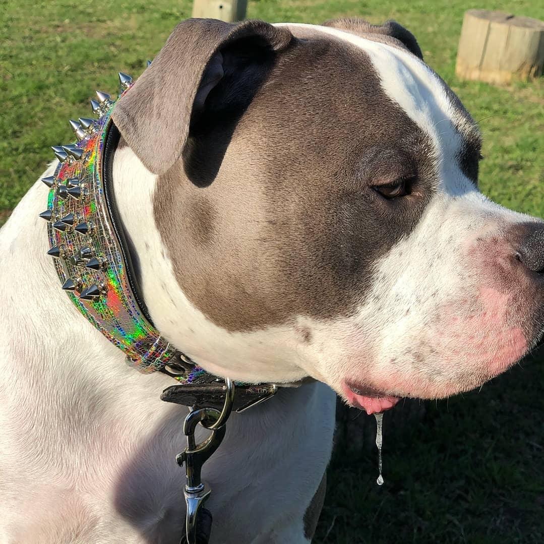 Bestia Chameleon Leather Dog Collar – Large Breeds, Limited Edition