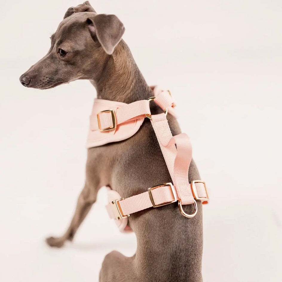 Fur Elise Harness - Rose