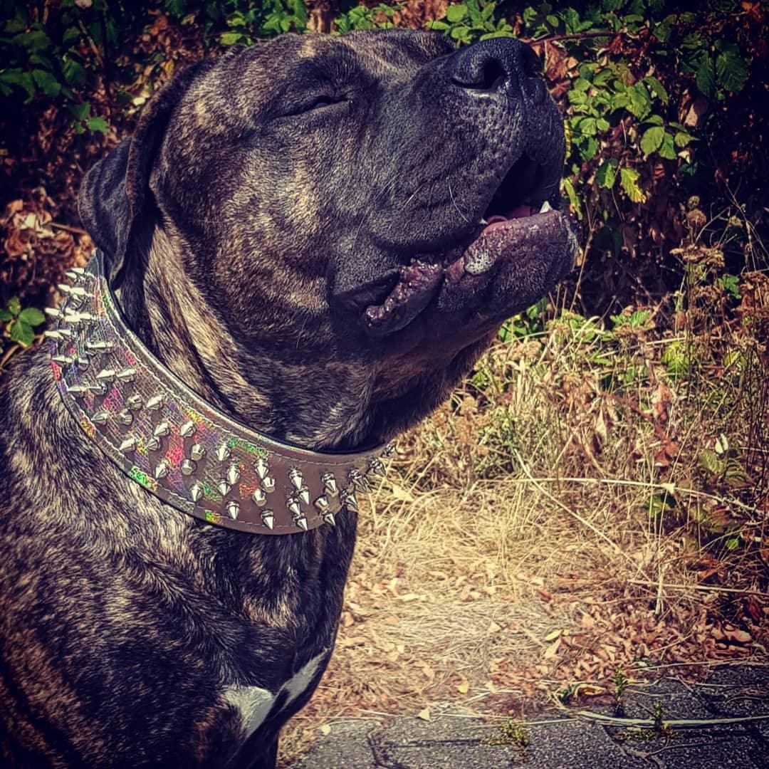 Bestia Chameleon Leather Dog Collar – Large Breeds, Limited Edition