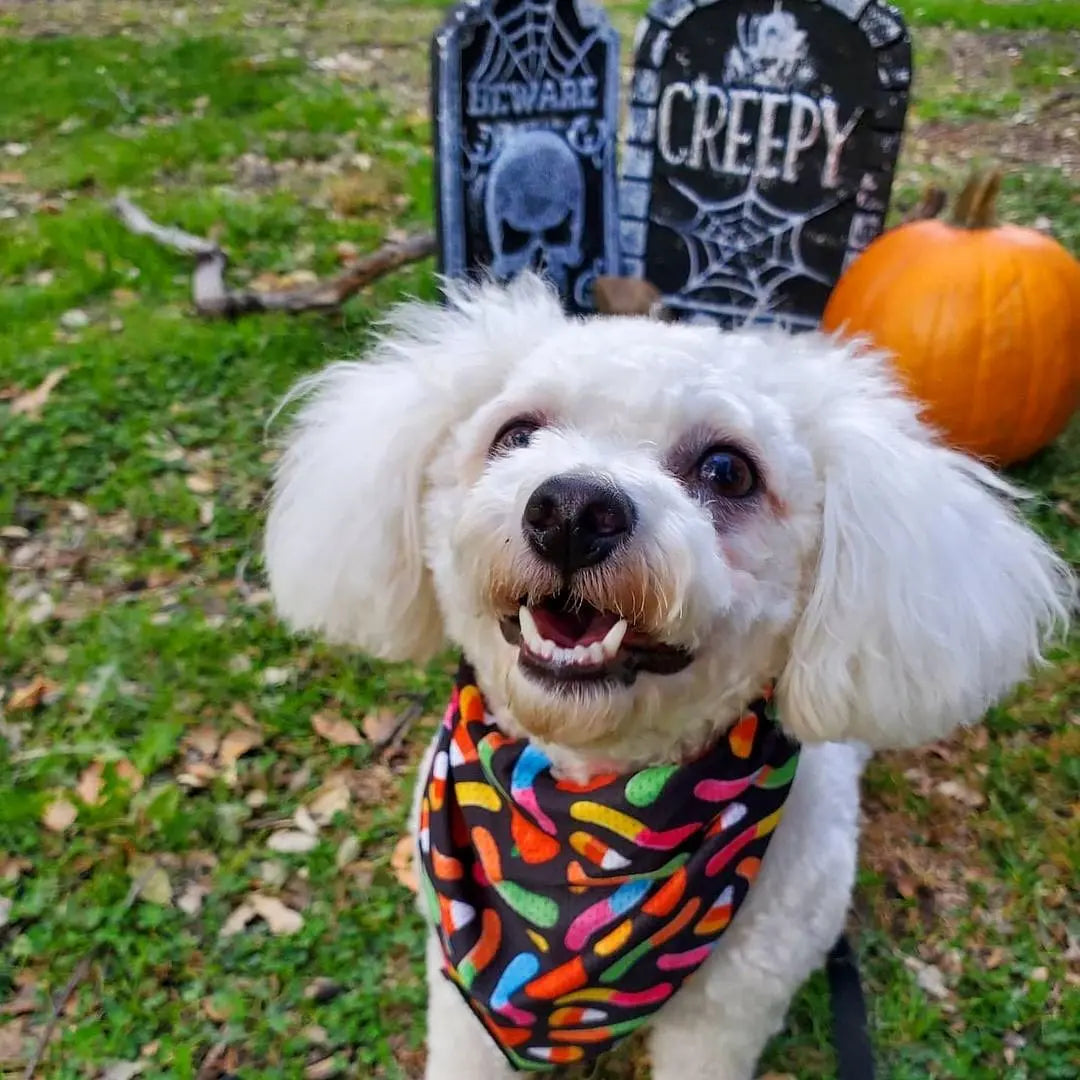 Trick N Treat Cooling Bandana Pawmigo
